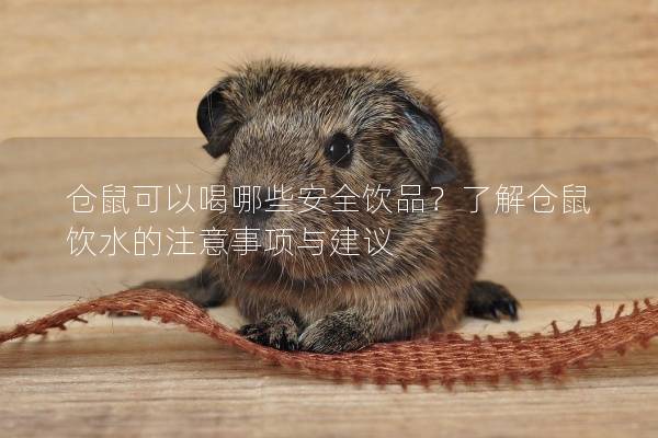 仓鼠可以喝哪些安全饮品？了解仓鼠饮水的注意事项与建议