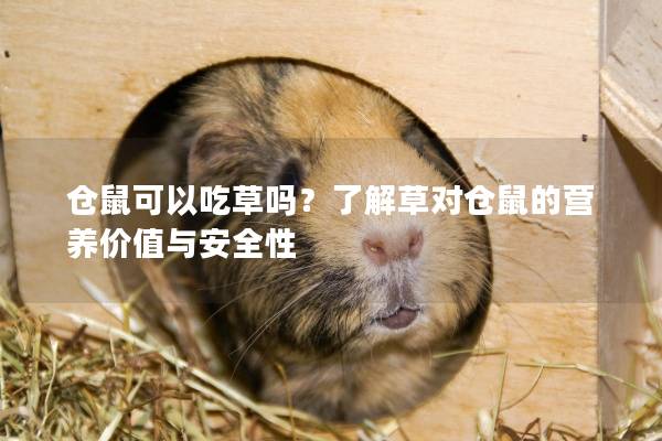 仓鼠可以吃草吗？了解草对仓鼠的营养价值与安全性
