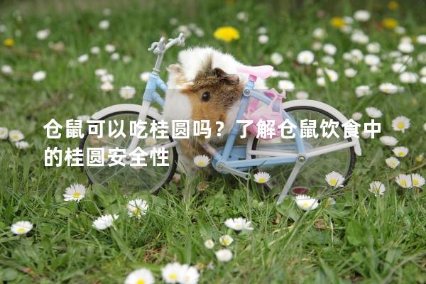 仓鼠可以吃桂圆吗？了解仓鼠饮食中的桂圆安全性