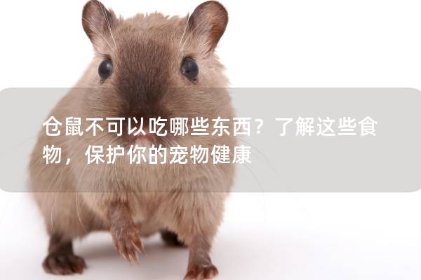仓鼠不可以吃哪些东西？了解这些食物，保护你的宠物健康