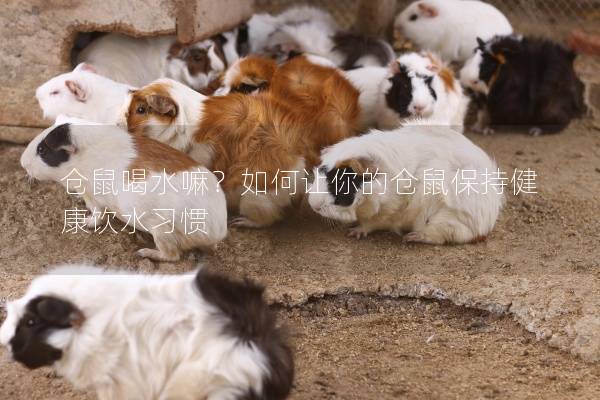 仓鼠喝水嘛？如何让你的仓鼠保持健康饮水习惯