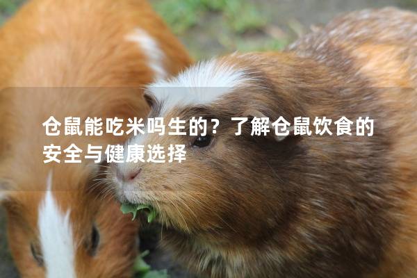 仓鼠能吃米吗生的？了解仓鼠饮食的安全与健康选择