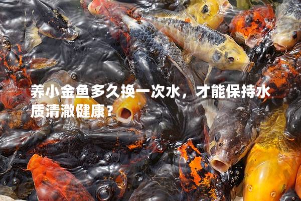 养小金鱼多久换一次水，才能保持水质清澈健康？