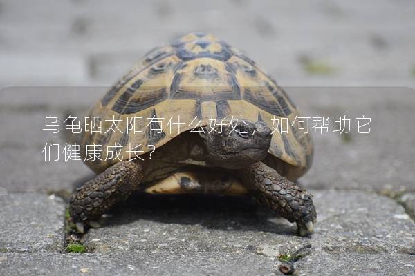 乌龟晒太阳有什么好处，如何帮助它们健康成长？