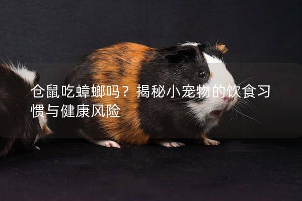 仓鼠吃蟑螂吗？揭秘小宠物的饮食习惯与健康风险