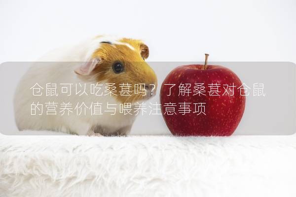 仓鼠可以吃桑葚吗？了解桑葚对仓鼠的营养价值与喂养注意事项