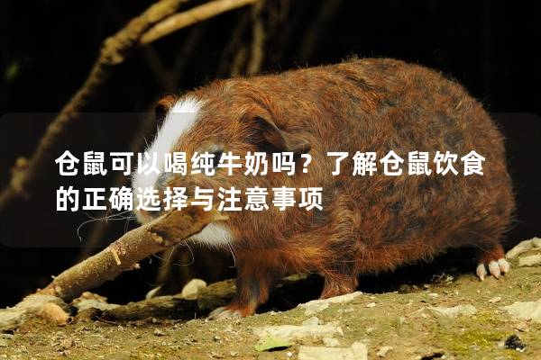 仓鼠可以喝纯牛奶吗？了解仓鼠饮食的正确选择与注意事项