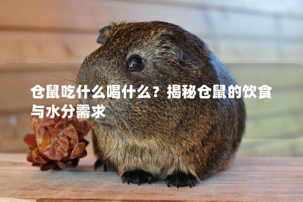 仓鼠吃什么喝什么？揭秘仓鼠的饮食与水分需求