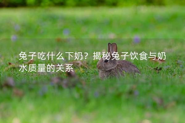兔子吃什么下奶？揭秘兔子饮食与奶水质量的关系