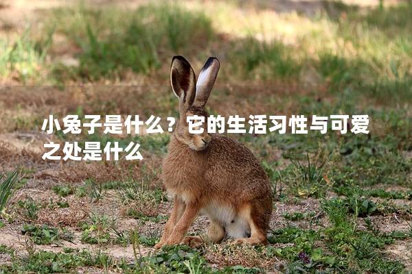 小兔子是什么？它的生活习性与可爱之处是什么