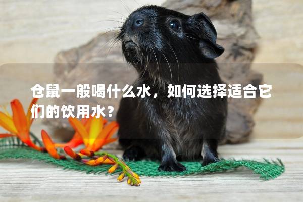 仓鼠一般喝什么水，如何选择适合它们的饮用水？