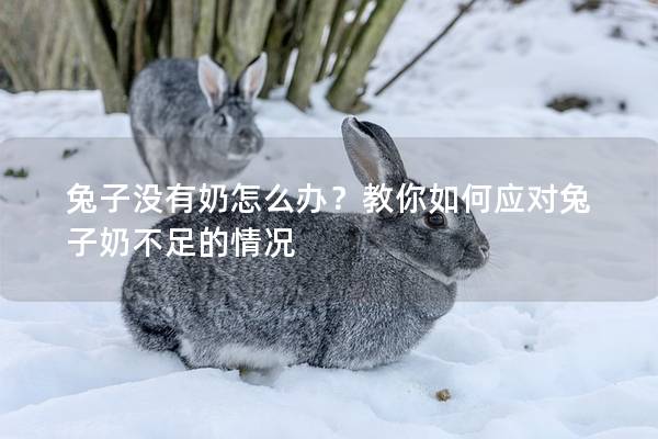 兔子没有奶怎么办？教你如何应对兔子奶不足的情况