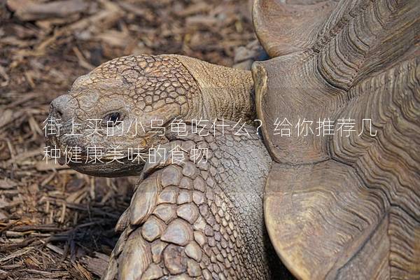街上买的小乌龟吃什么？给你推荐几种健康美味的食物
