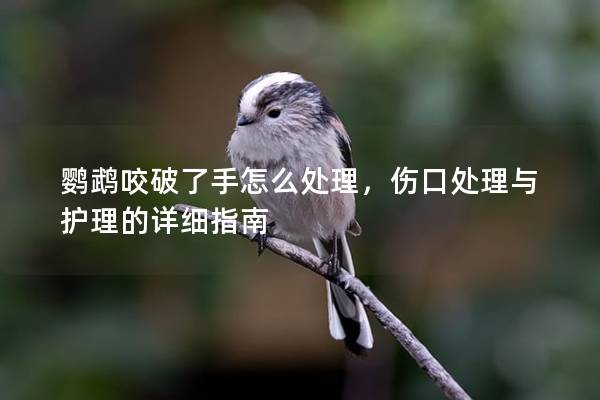 鹦鹉咬破了手怎么处理，伤口处理与护理的详细指南