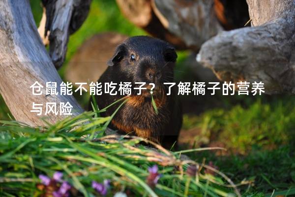 仓鼠能不能吃橘子？了解橘子的营养与风险