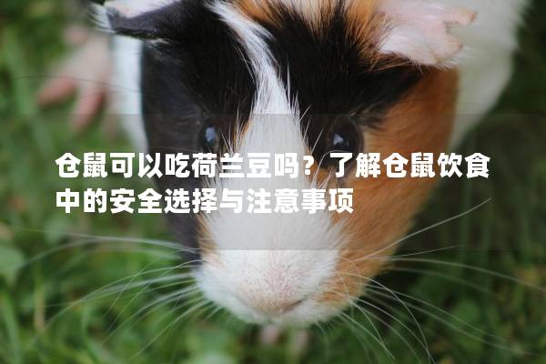 仓鼠可以吃荷兰豆吗？了解仓鼠饮食中的安全选择与注意事项