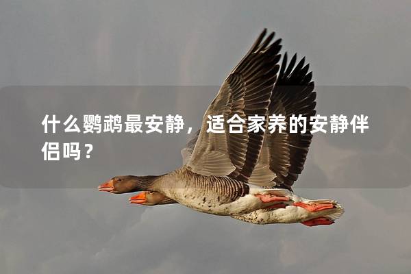 什么鹦鹉最安静，适合家养的安静伴侣吗？