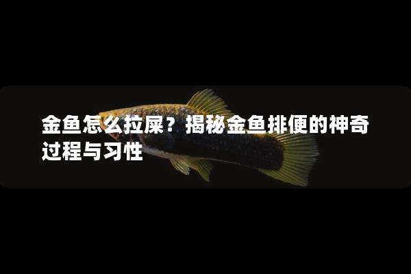 金鱼怎么拉屎？揭秘金鱼排便的神奇过程与习性