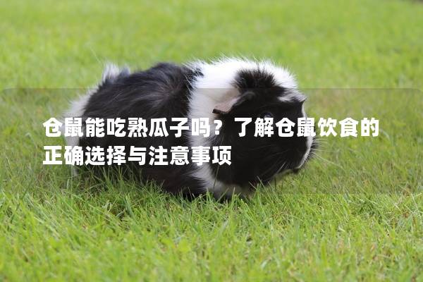 仓鼠能吃熟瓜子吗？了解仓鼠饮食的正确选择与注意事项