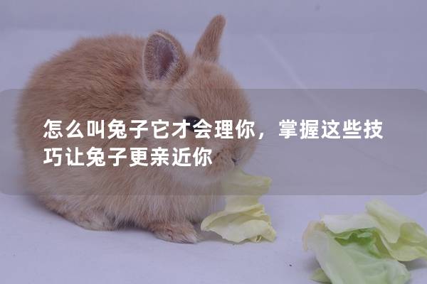 怎么叫兔子它才会理你，掌握这些技巧让兔子更亲近你