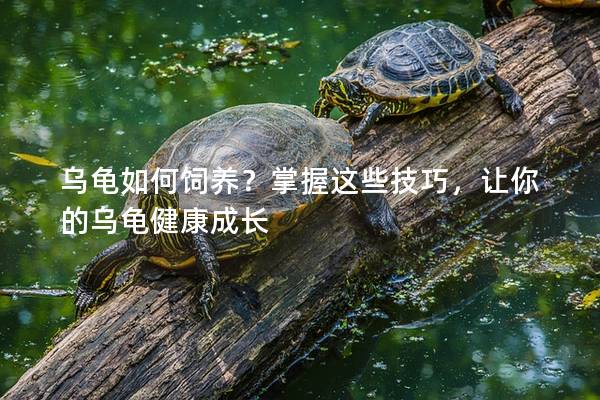 乌龟如何饲养？掌握这些技巧，让你的乌龟健康成长