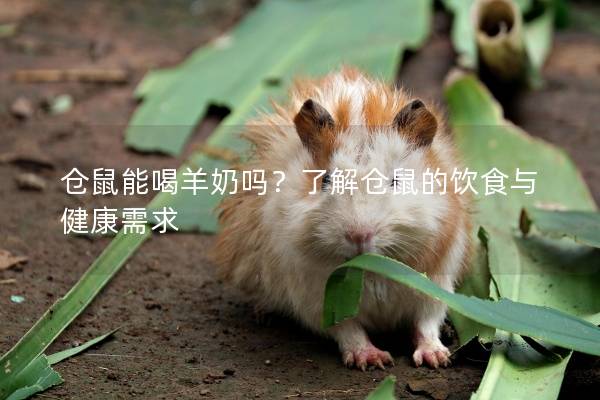 仓鼠能喝羊奶吗？了解仓鼠的饮食与健康需求