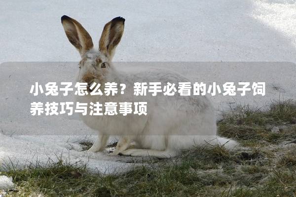 小兔子怎么养？新手必看的小兔子饲养技巧与注意事项