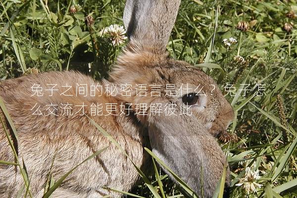 兔子之间的秘密语言是什么？兔子怎么交流才能更好理解彼此