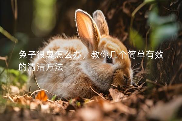 兔子很臭怎么办，教你几个简单有效的清洁方法