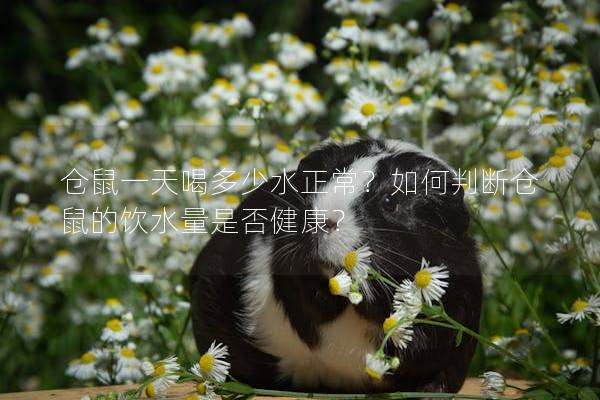 仓鼠一天喝多少水正常？如何判断仓鼠的饮水量是否健康？
