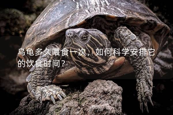 乌龟多久喂食一次，如何科学安排它的饮食时间？