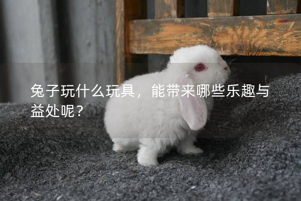 兔子玩什么玩具，能带来哪些乐趣与益处呢？