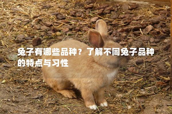 兔子有哪些品种？了解不同兔子品种的特点与习性
