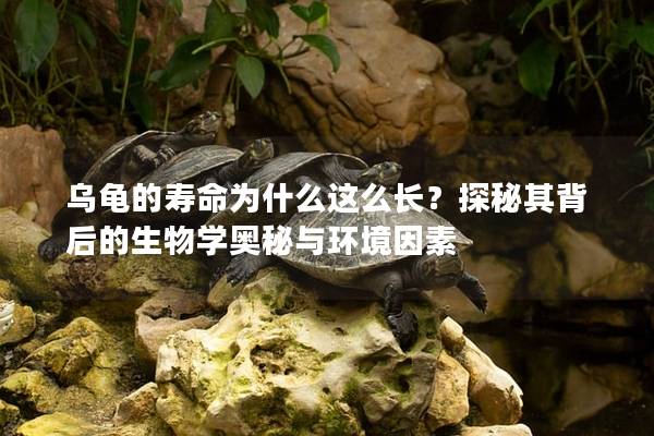 乌龟的寿命为什么这么长？探秘其背后的生物学奥秘与环境因素
