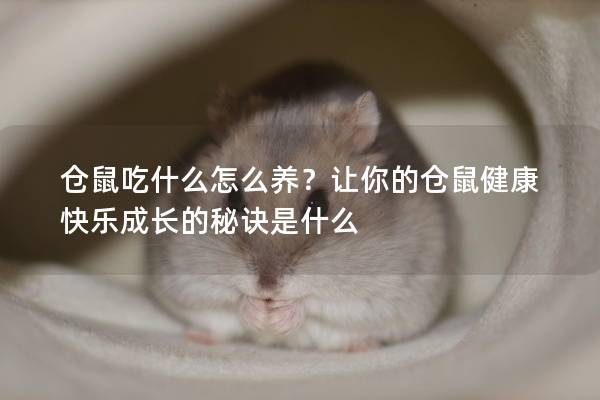 仓鼠吃什么怎么养？让你的仓鼠健康快乐成长的秘诀是什么