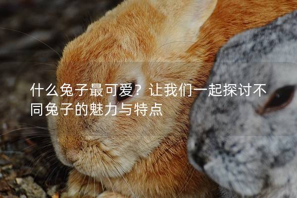什么兔子最可爱？让我们一起探讨不同兔子的魅力与特点