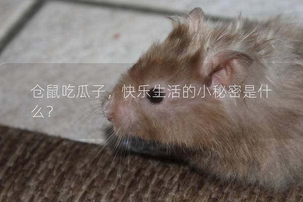 仓鼠吃瓜子，快乐生活的小秘密是什么？