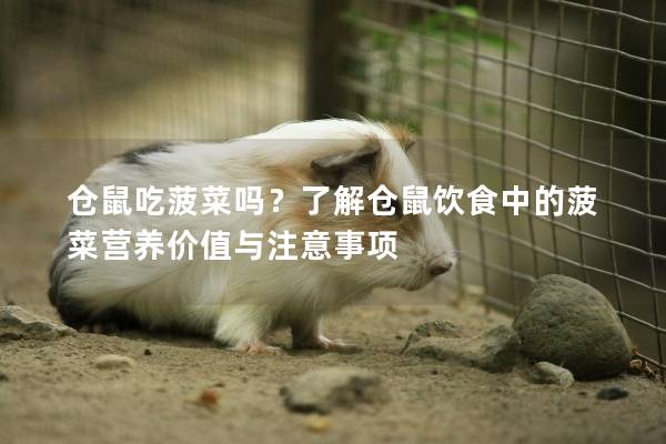 仓鼠吃菠菜吗？了解仓鼠饮食中的菠菜营养价值与注意事项