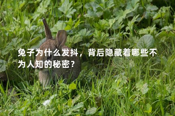 兔子为什么发抖，背后隐藏着哪些不为人知的秘密？