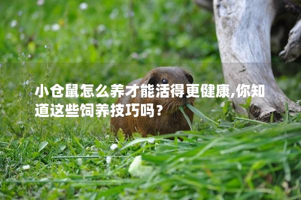 小仓鼠怎么养才能活得更健康,你知道这些饲养技巧吗？