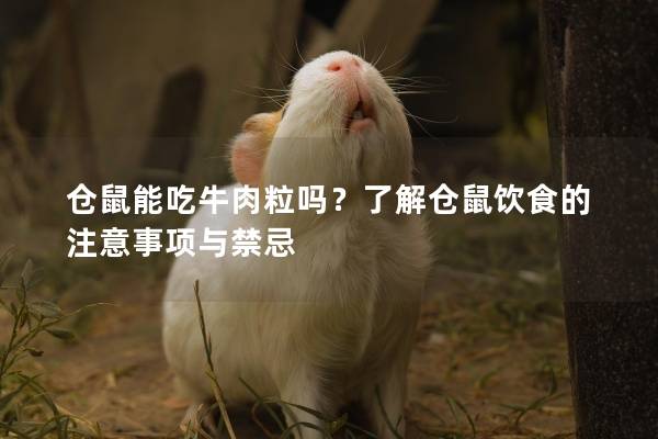 仓鼠能吃牛肉粒吗？了解仓鼠饮食的注意事项与禁忌