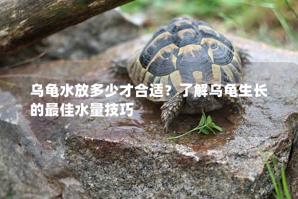 乌龟水放多少才合适？了解乌龟生长的最佳水量技巧