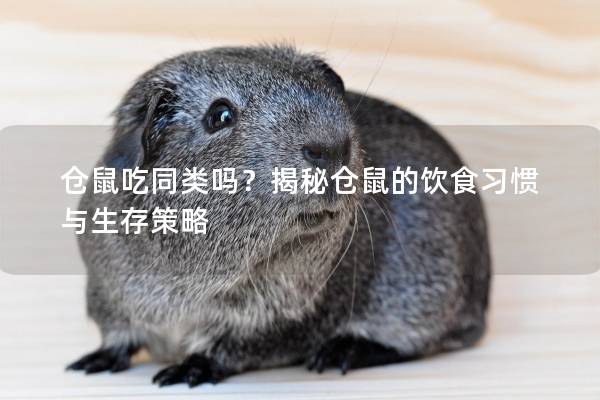 仓鼠吃同类吗？揭秘仓鼠的饮食习惯与生存策略