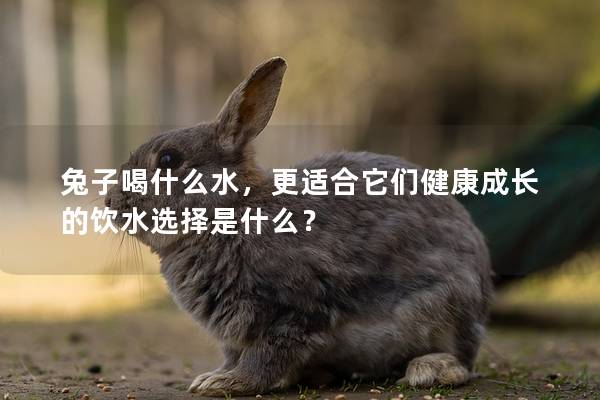 兔子喝什么水，更适合它们健康成长的饮水选择是什么？