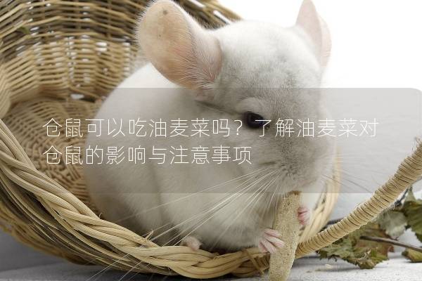 仓鼠可以吃油麦菜吗？了解油麦菜对仓鼠的影响与注意事项