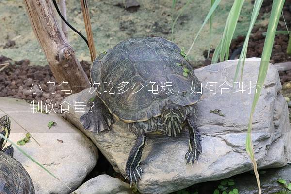 小乌龟一次吃多少龟粮，如何合理控制饮食量？