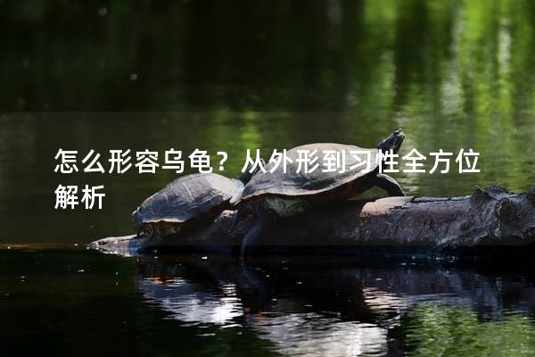 怎么形容乌龟？从外形到习性全方位解析