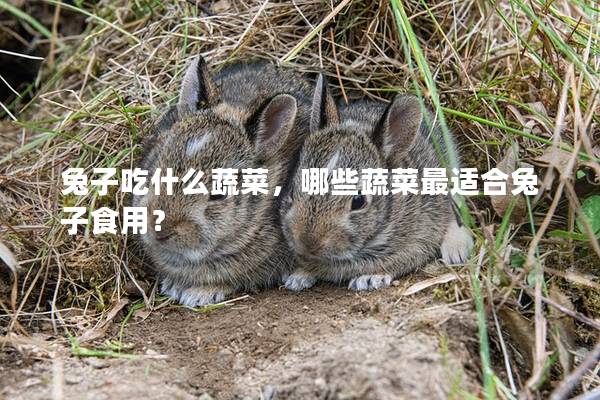 兔子吃什么蔬菜，哪些蔬菜最适合兔子食用？