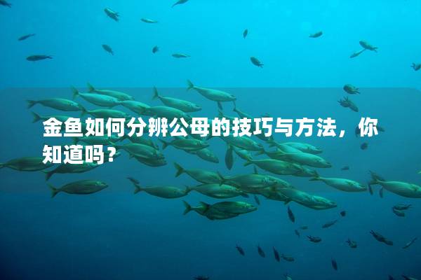 金鱼如何分辨公母的技巧与方法，你知道吗？