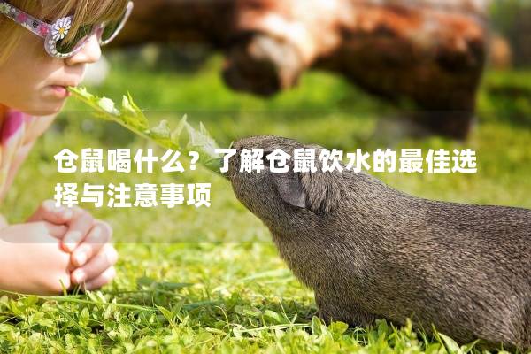 仓鼠喝什么？了解仓鼠饮水的最佳选择与注意事项